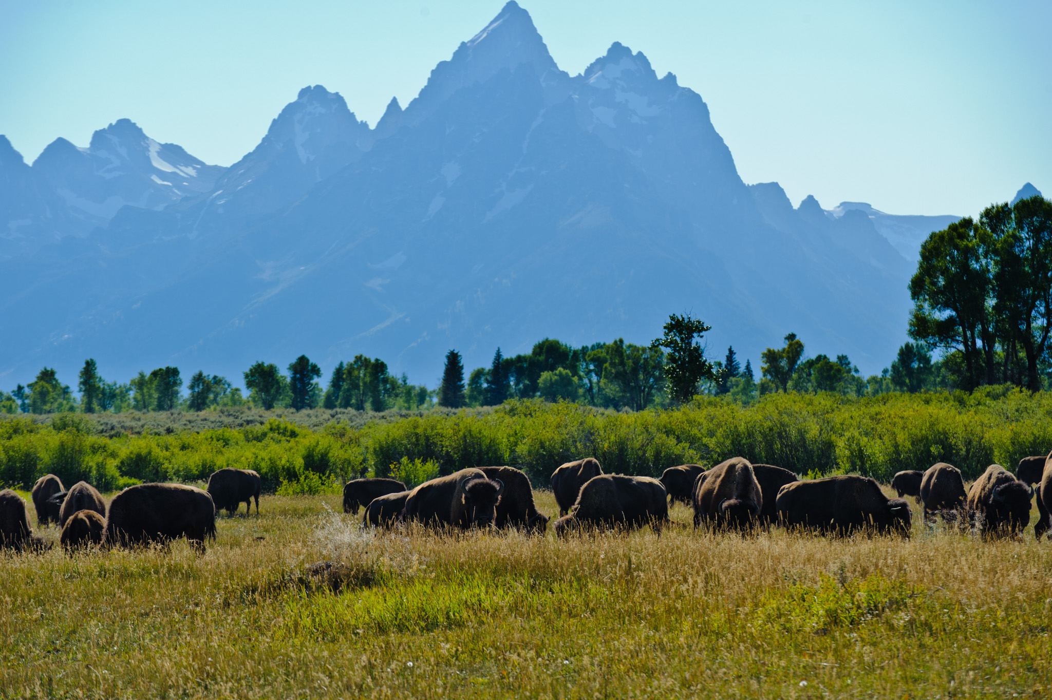 Bison