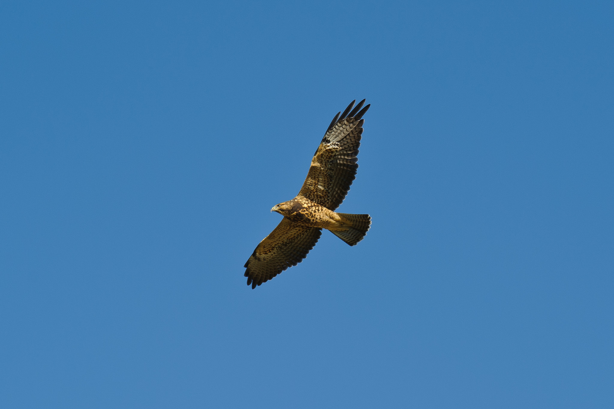 Red Tailed Hawk
