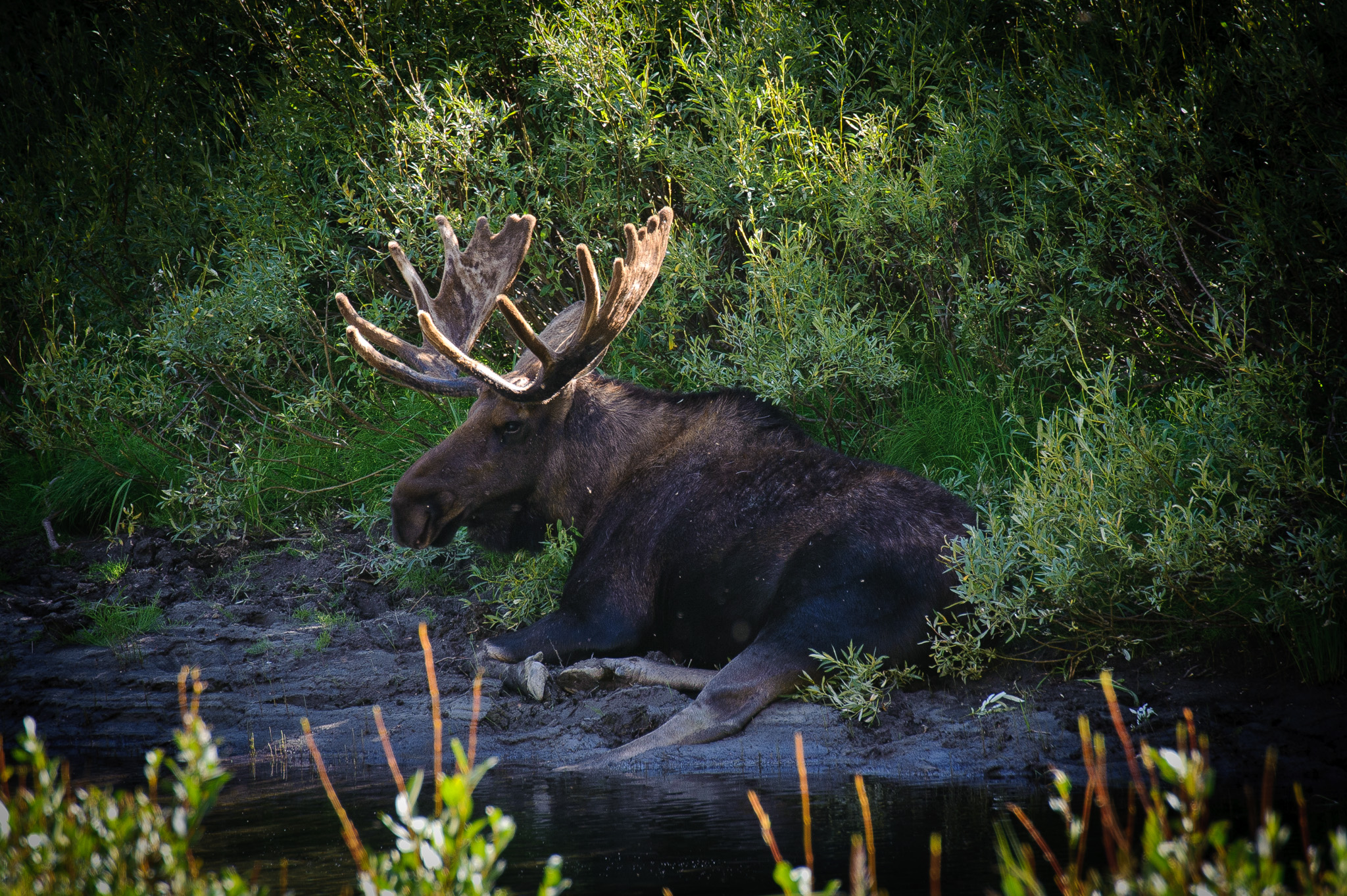 Moose