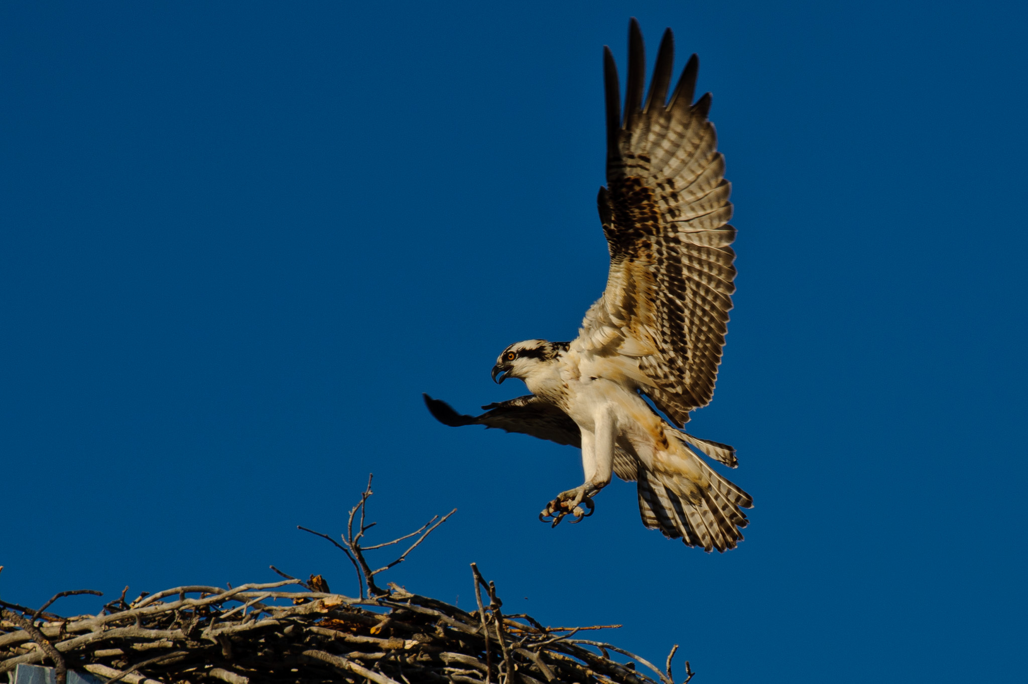 Osprey