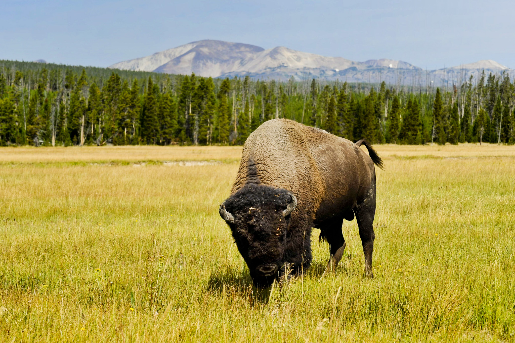 Bison