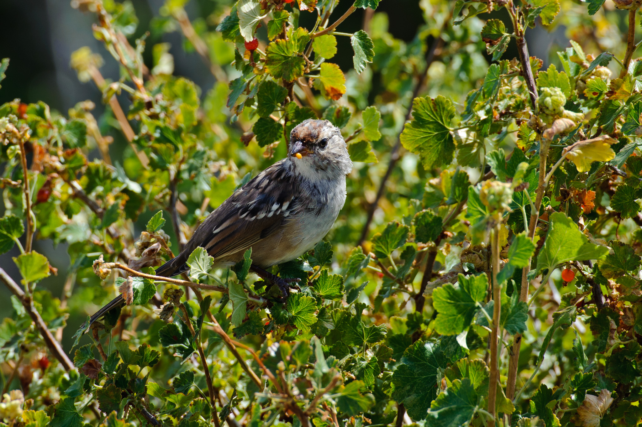 House Sparrow