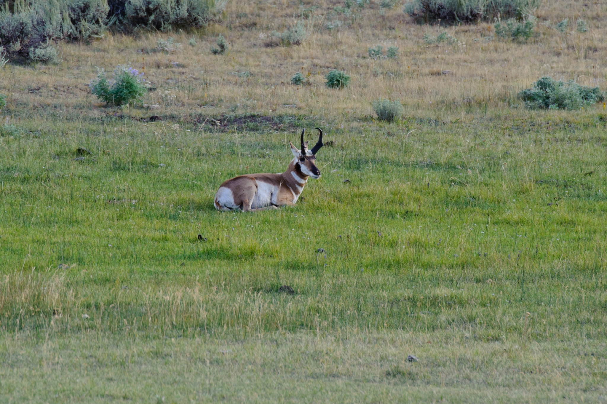 Pronghorn