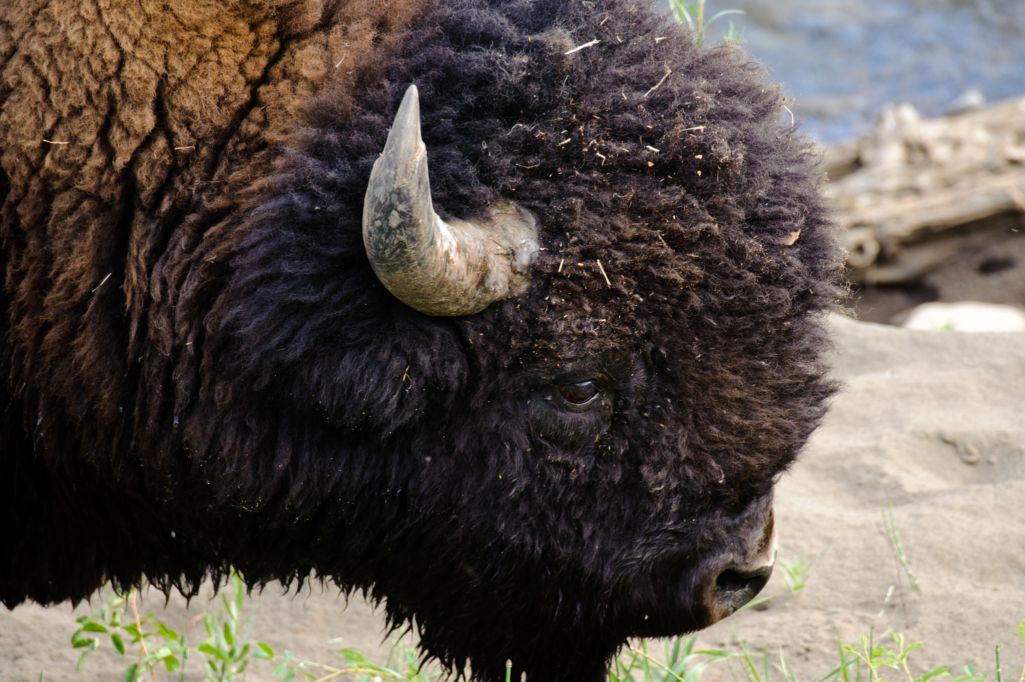 Bison