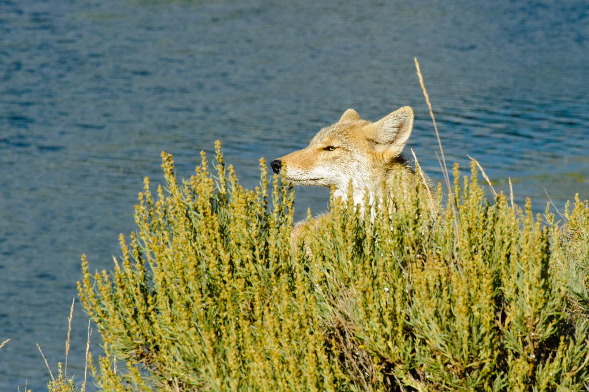 Coyote