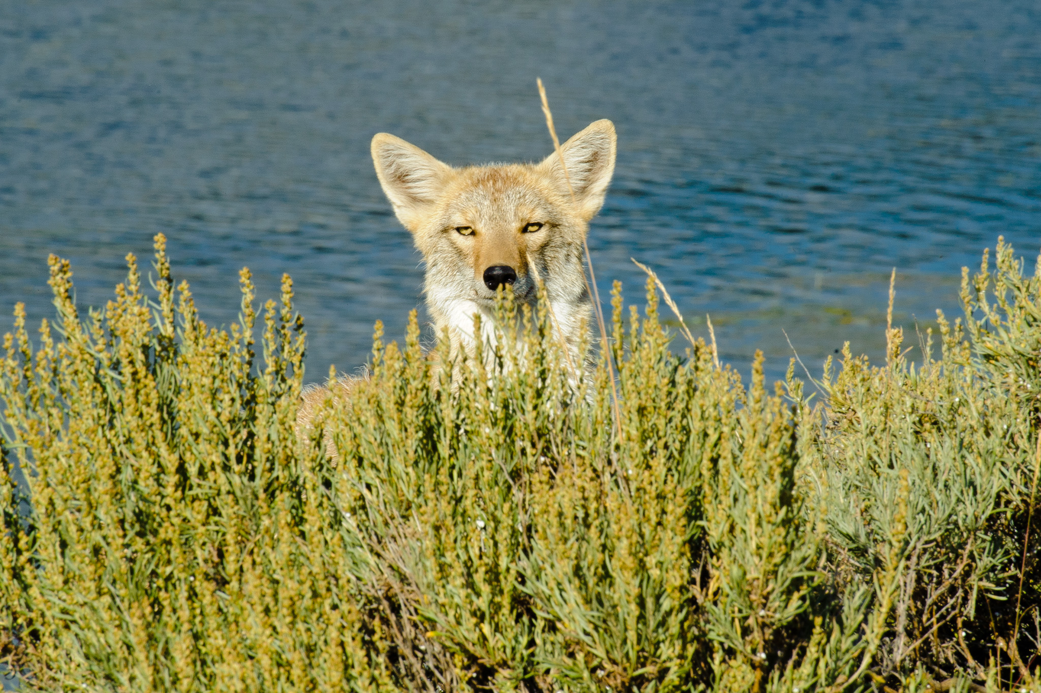 Coyote