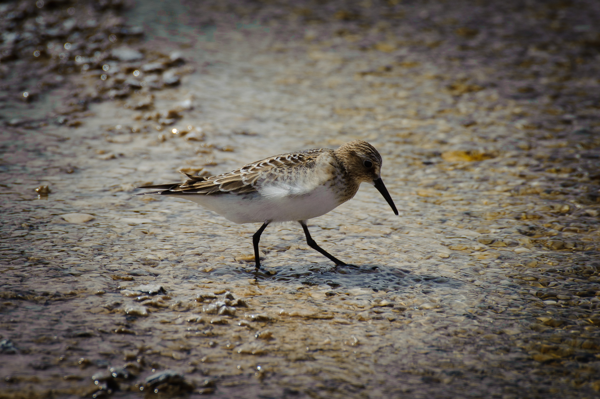 Killdeer