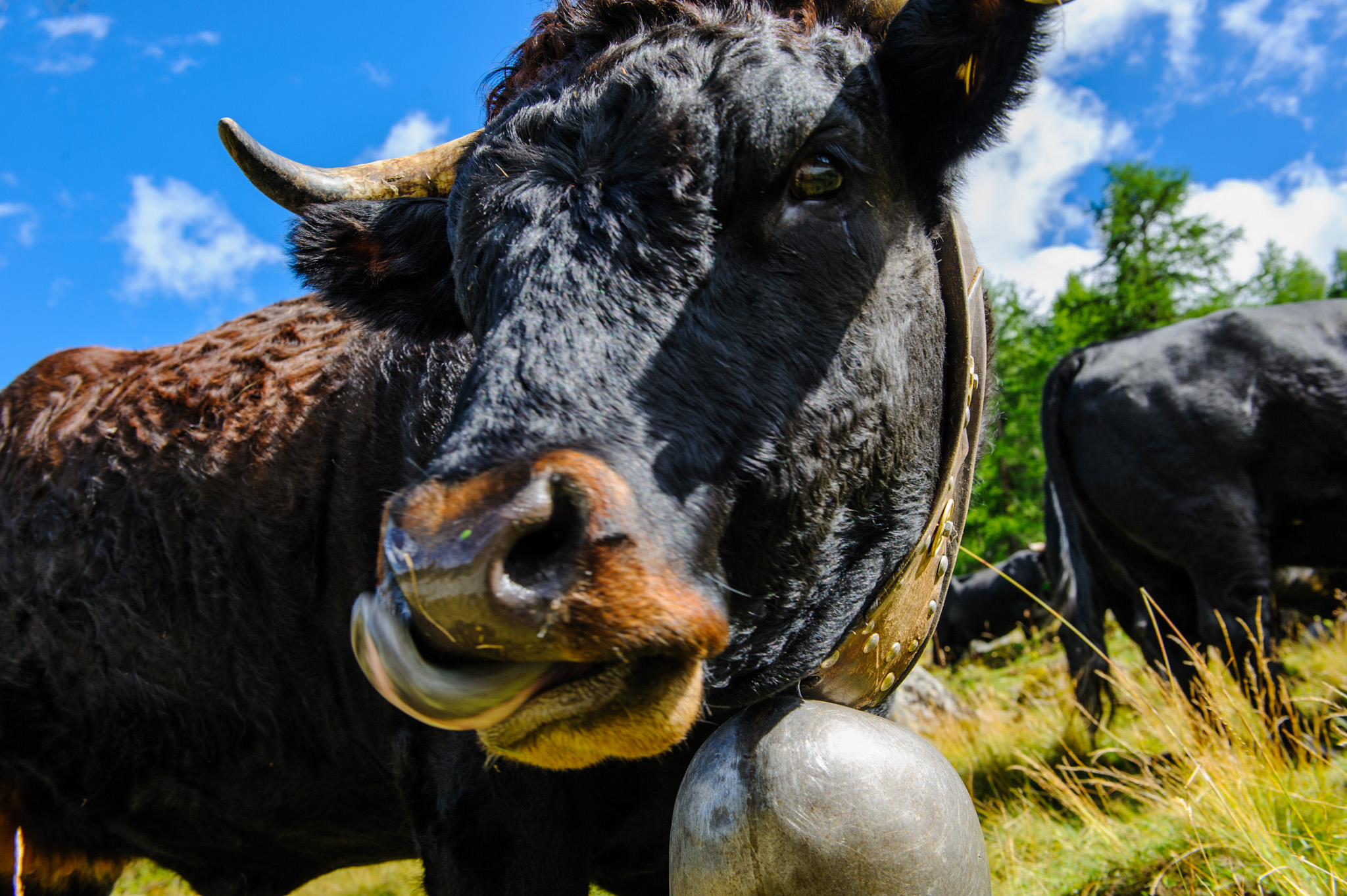 Swiss Cow