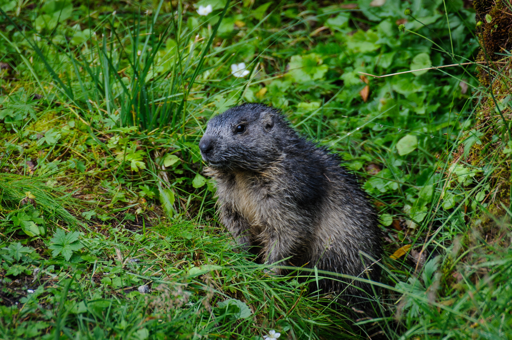 Alpine Marmot