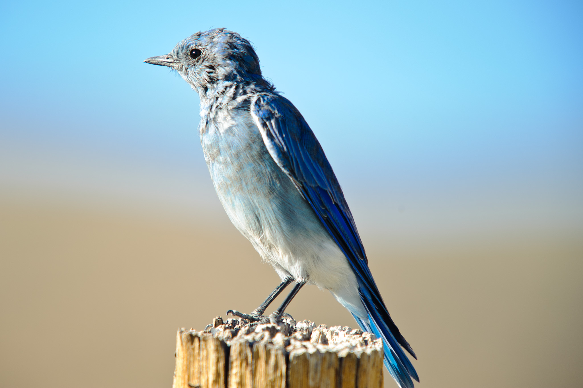 Mountain Bluebird