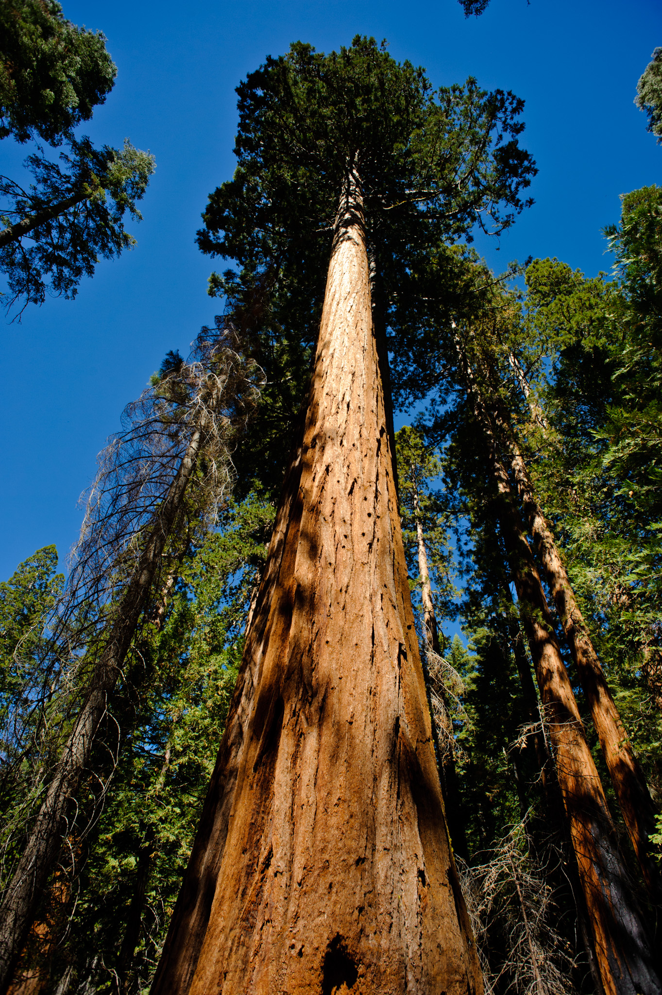 Giant Sequoia