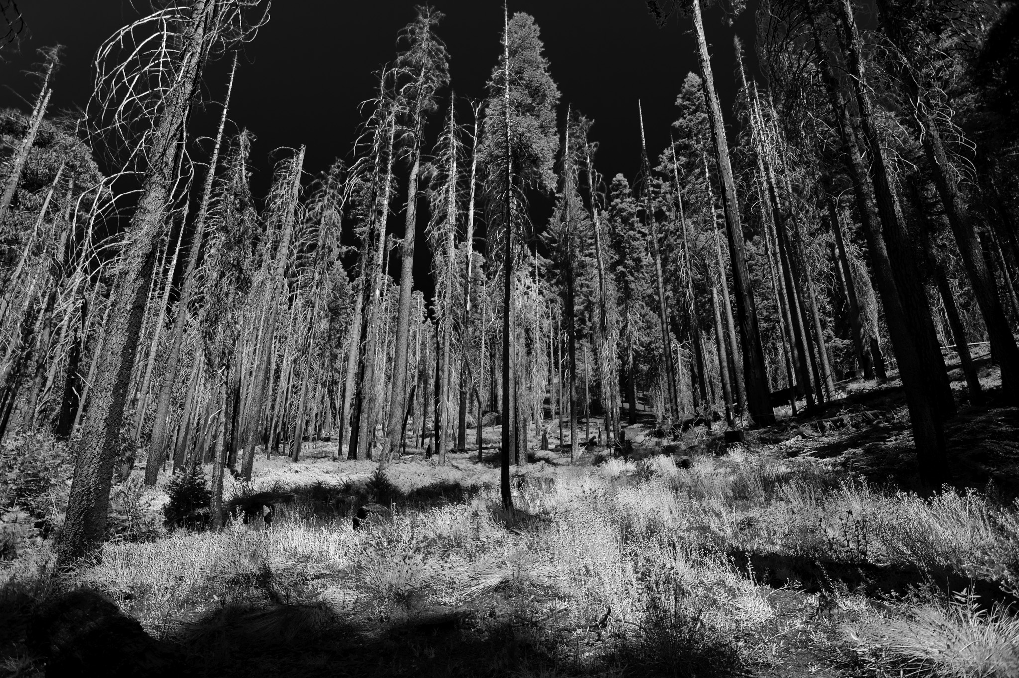 Mariposa Grove