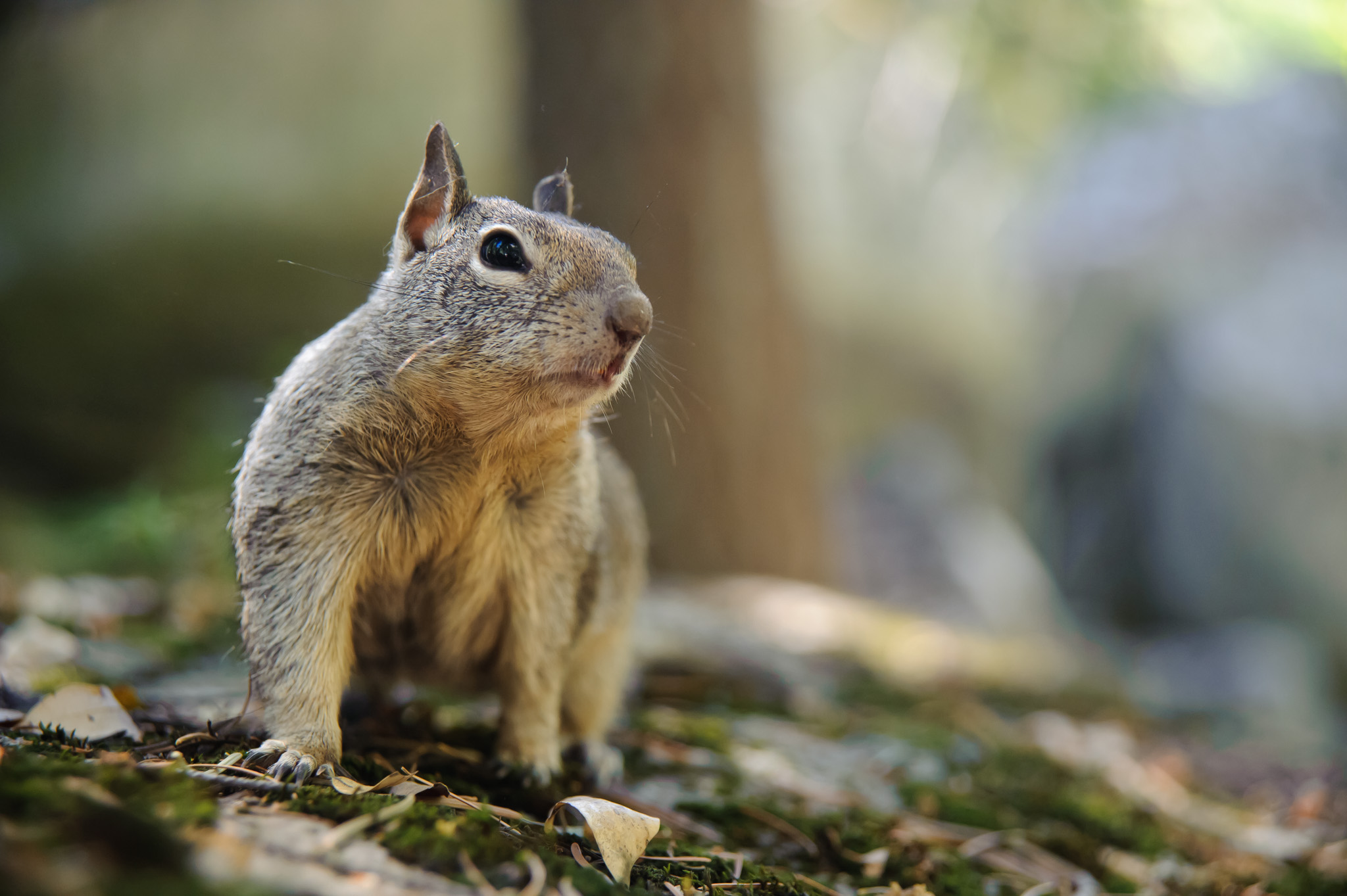 Western Grey Squirrel