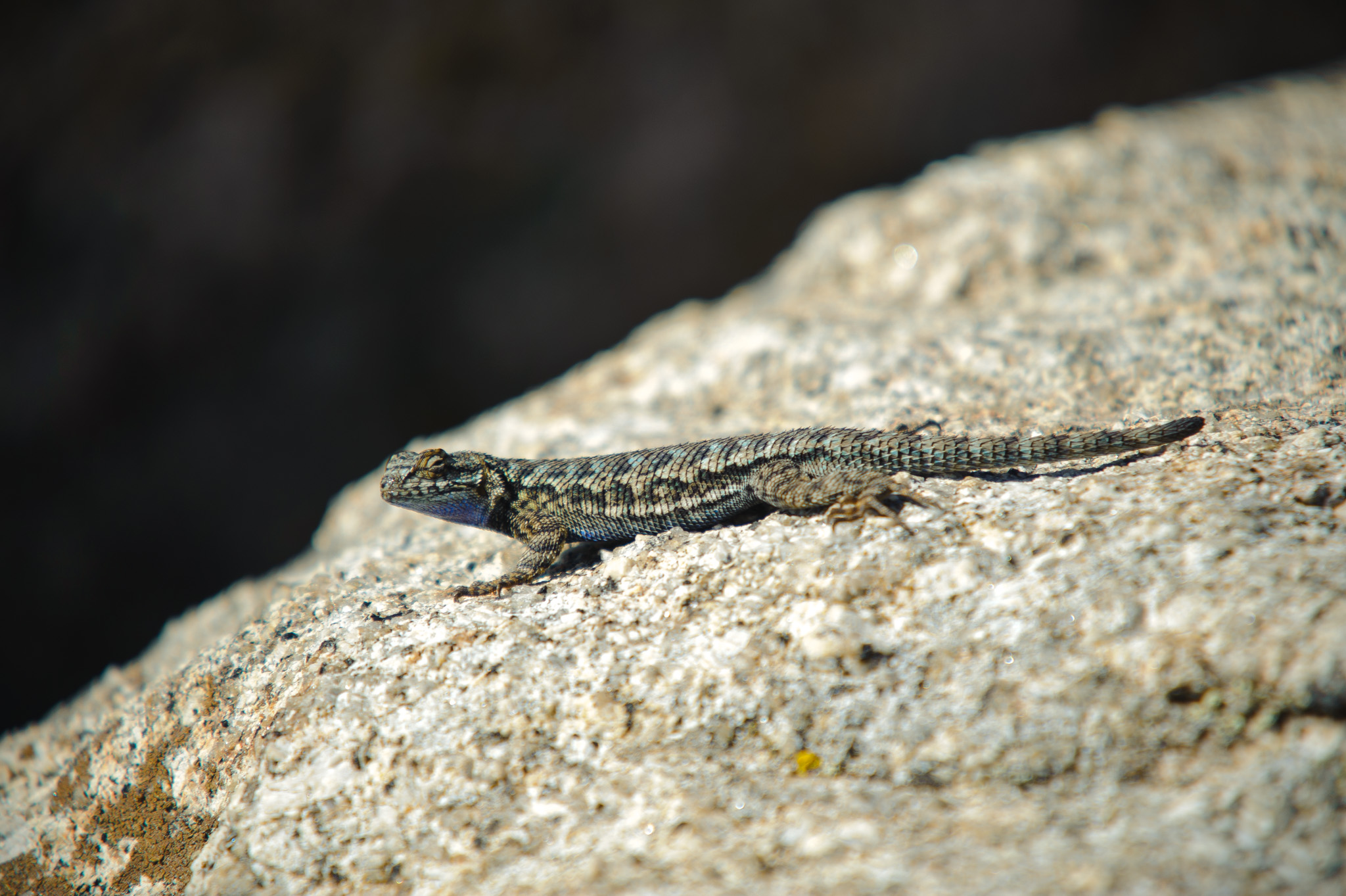 San Diego Southern Alligator Lizard