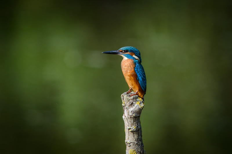 Kingfisher